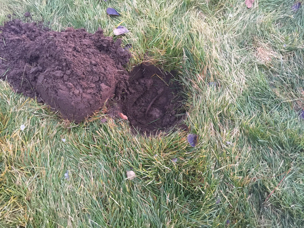 digging holes looking for septic tanks